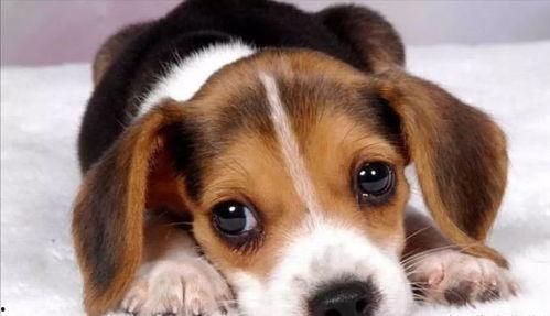 小狗成人趣味项链视频,小狗成人趣味项链视频大揭秘