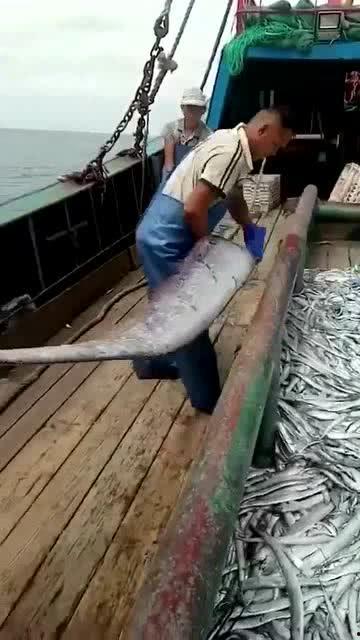 鱼变成人爆火视频