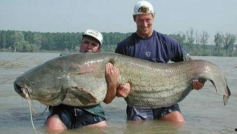 鱼变成人爆火视频