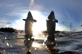 白鲸变成人接吻视频,浪漫接吻瞬间捕捉