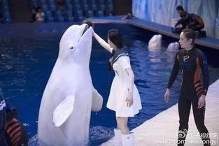 白鲸变成人接吻视频,浪漫接吻瞬间捕捉