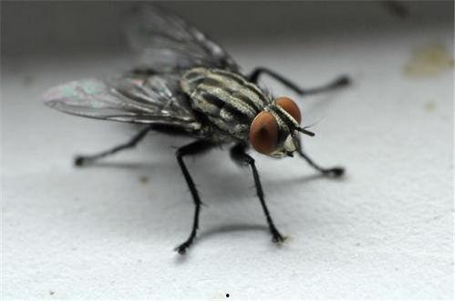 苍蝇蚊子变成人的视频,揭秘昆虫变人的奇幻之旅