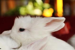 成人兔子拜年视频,兔子拜年视频萌动人心