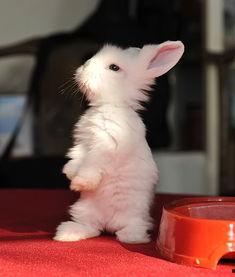 成人兔子拜年视频,兔子拜年视频萌动人心