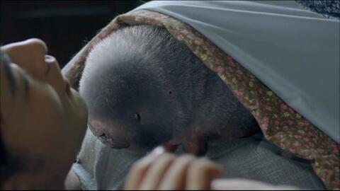 变成人的虫子视频,揭秘昆虫变身人间的奇幻之旅