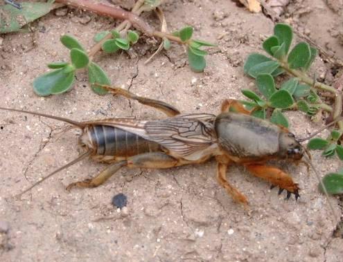 变成人的虫子视频,揭秘昆虫变身人间的奇幻之旅