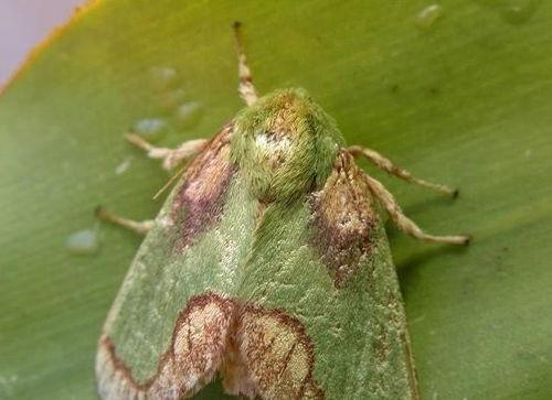 变成人的虫子视频,揭秘昆虫变身人间的奇幻之旅